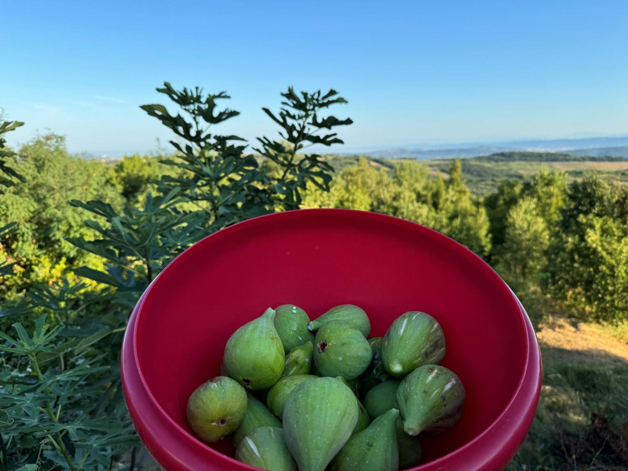 Guesthouse Green Istria Truske Экстерьер фото