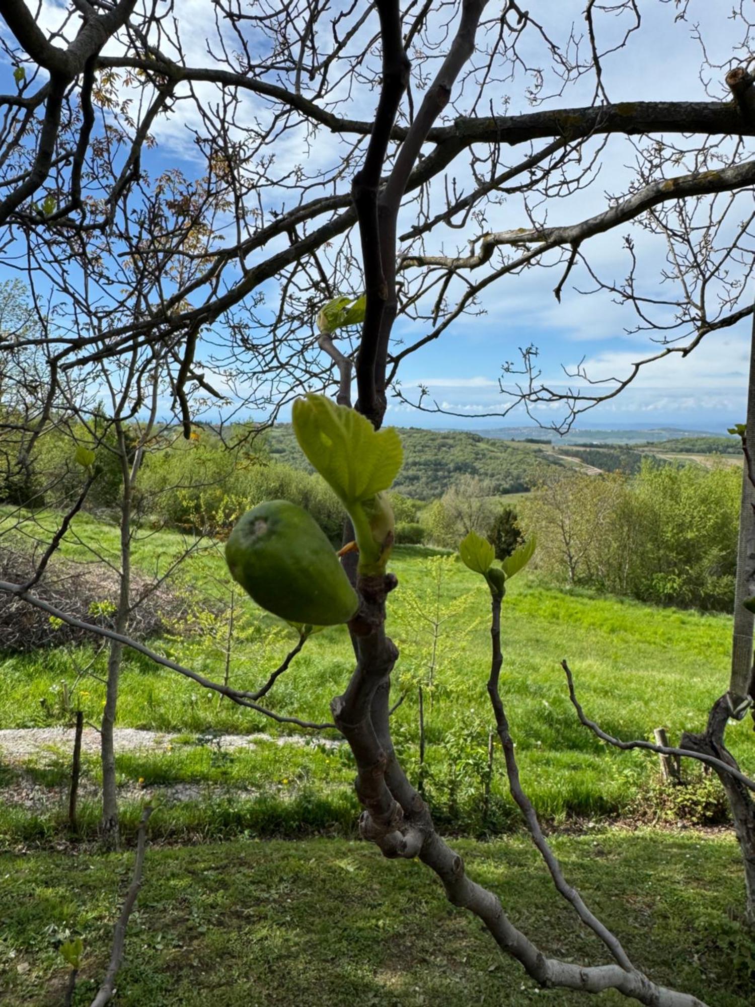 Guesthouse Green Istria Truske Экстерьер фото